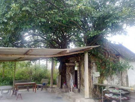 Nằm Mơ Thấy Cá Sấu Dưới Nước: Giải Mã Số Đề