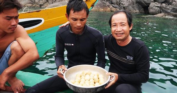 Rùa Đẻ Con Dưới Nước