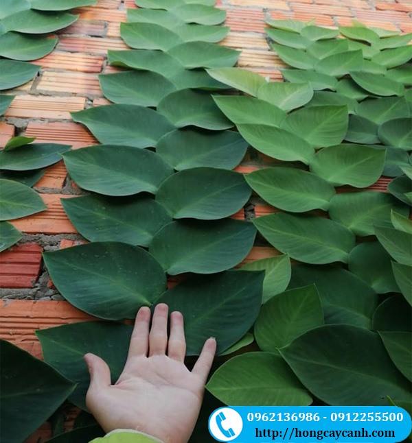 Giải Mã Giấc Mơ Thấy Đánh Bài Phỏm và Số Đề