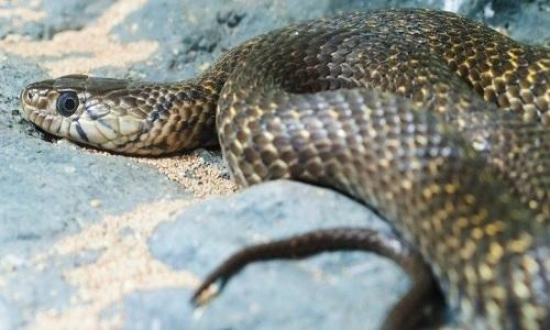 Nằm Mơ Thấy Gãy Răng Đánh Số Gì?