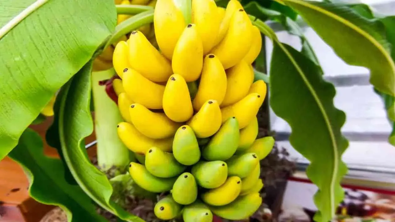 Giải Mã Giấc Mơ Thấy Buồng Chuối Chín và Con Số May Mắn