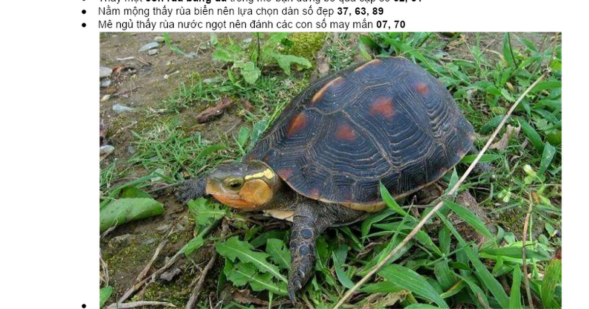 Tượng rùa vàng trong giấc mơ