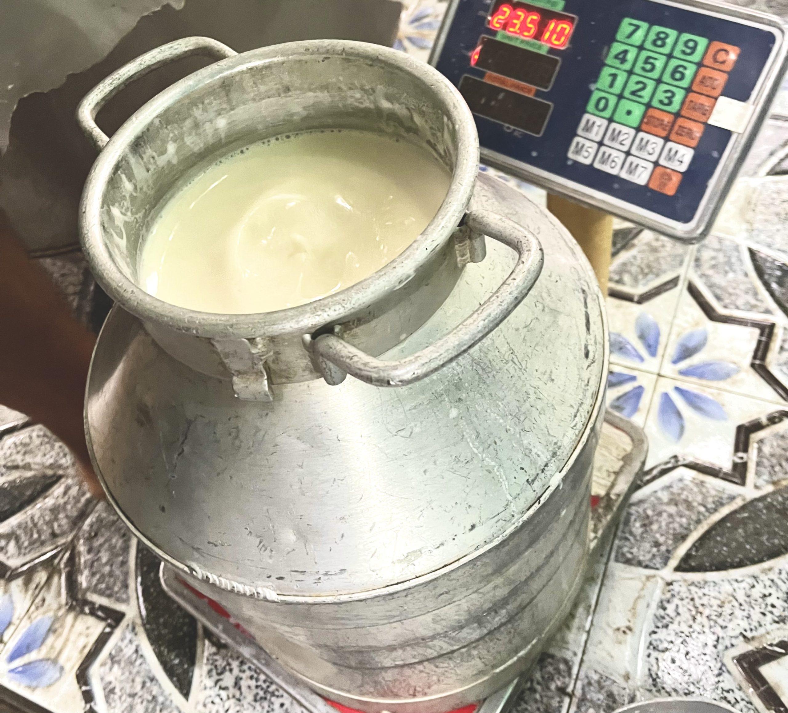 Vắt sữa bò tươi
