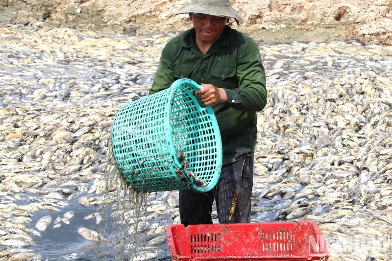 Nằm Mơ Thấy Mèo Đen Đánh Con Gì? Giải Mã Bí Ẩn