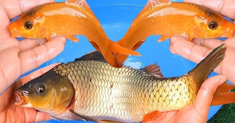 Nằm Mơ Thấy Bốc Mộ Là Điềm Gì? Giải Mã Và Con Số May Mắn