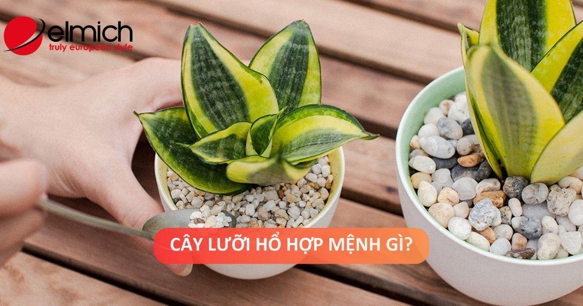 Ý nghĩa tâm linh cây lưỡi hổ