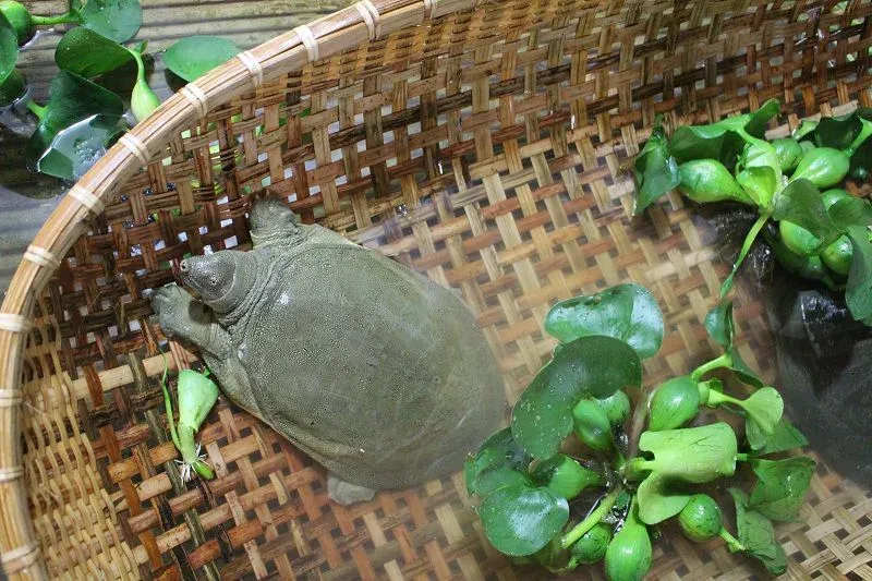 Ý nghĩa tâm linh của Baba trong giấc mơ