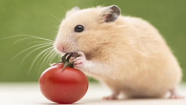 Nằm Mơ Thấy Mèo Bắt Chuột Đánh Con Gì?