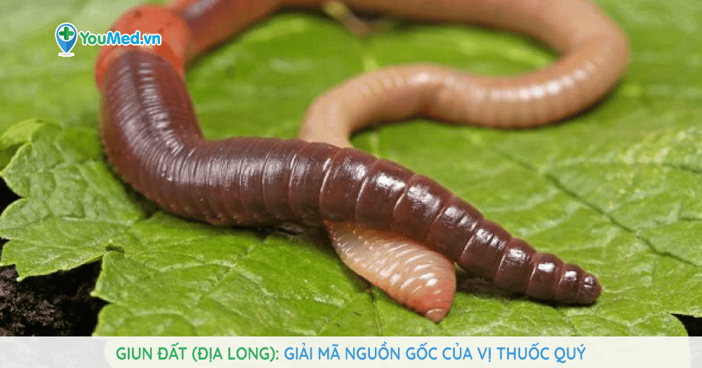 Nằm Mơ Thấy Con Giun Đánh Số Mấy? Giải Mã Chi Tiết