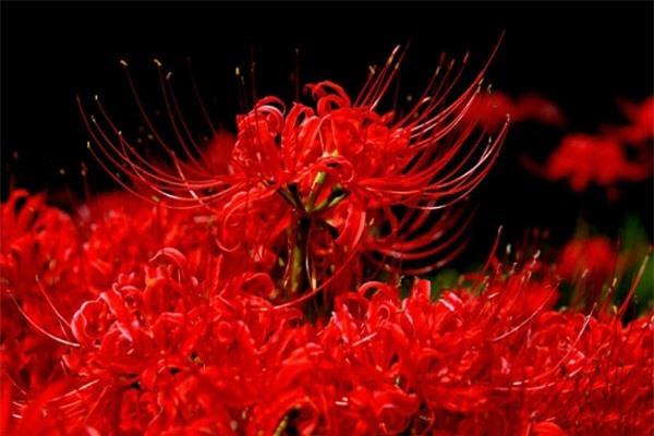 Nằm Mơ Thấy Trúng Số Độc Đắc Đánh Con Gì?